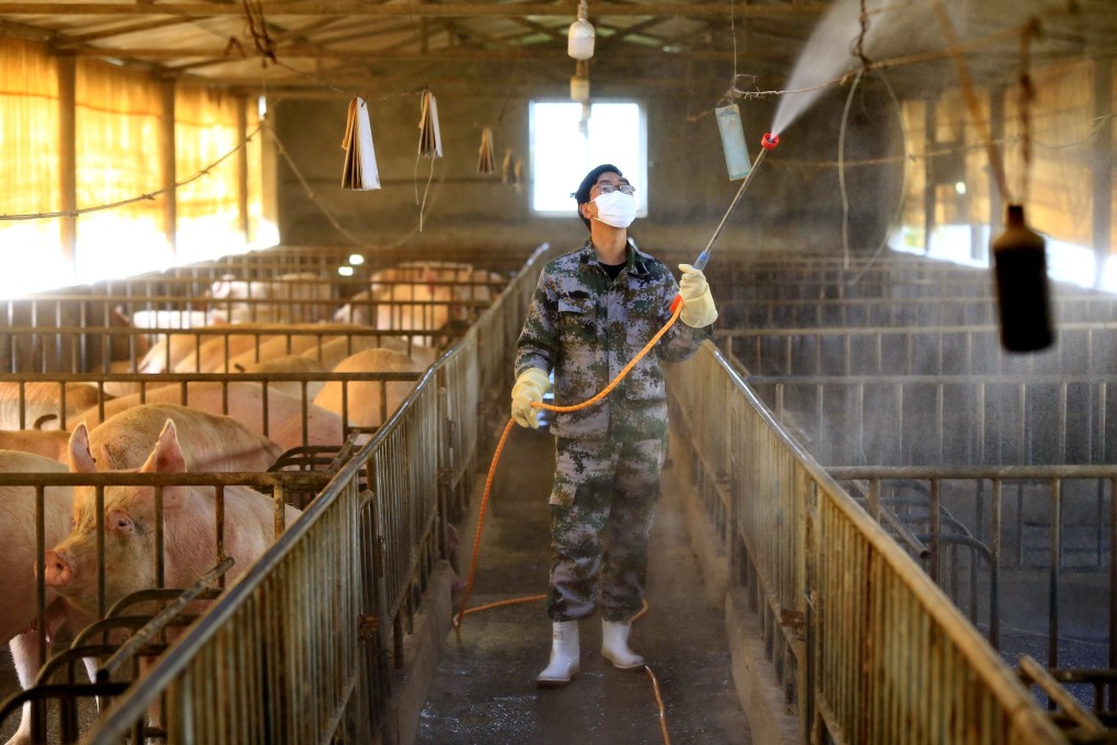 A worker disinfects a hog pen in Sichuan as a precaution against the disease. Photo: EPA-EFE