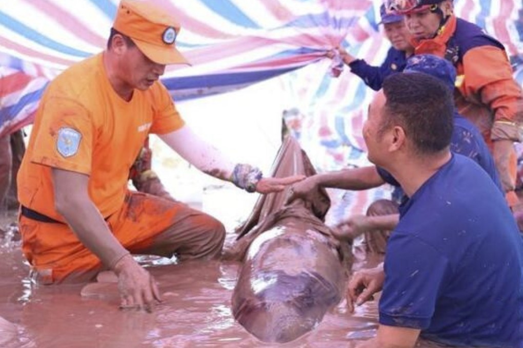 One of the two beached melon-headed whales survived and was released back into the ocean. The other did not make it. Photo: China News