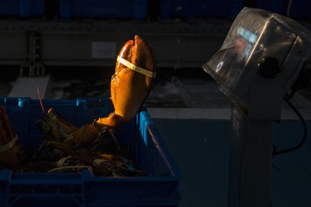 WWF-Hong Kong says that although the Boston lobster is not threatened with extinction, its harvesting ground overlaps with the habitat of the North Atlantic right whale. Photo: Getty Images