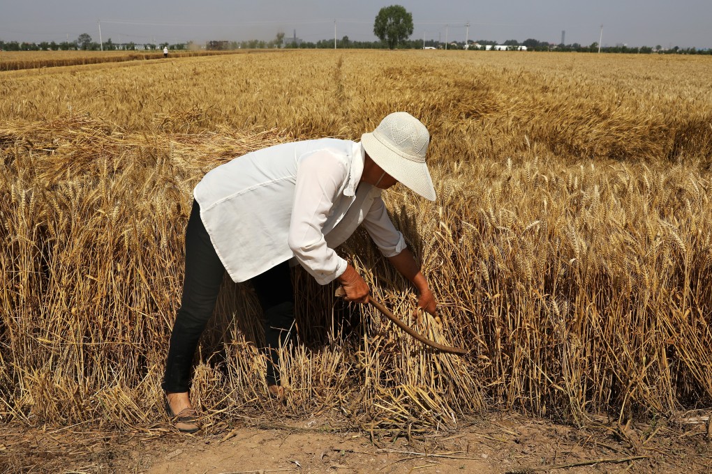 China’s total summer grain output in 2021 rose 2.1 per cent from the previous year to 145.82 million tonnes. Photo: Reuters
