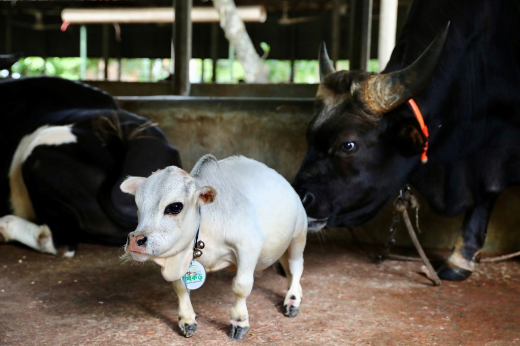 Rani, a dwarf cow in Nabinagar near Dhaka, Bangladesh, on Tuesday. Photo: Reuters