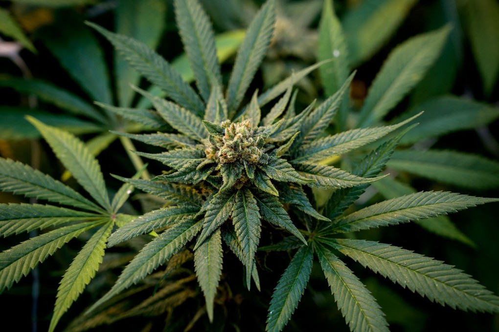Cannabis was first domesticated around 12,000 years ago in China, researchers have found. Photo: AFP