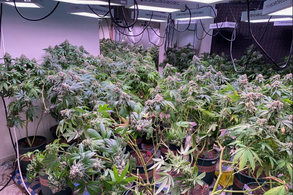 Customs officers seized 383 cannabis plants during a raid on a village house in Pat Heung. Photo: Handout