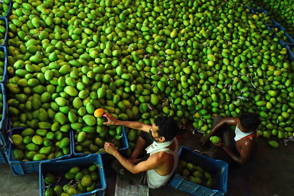 Vendors arrange mangoes at a fruit market in Jabalpur, Madhya Pradesh, last June. Photo: AFP