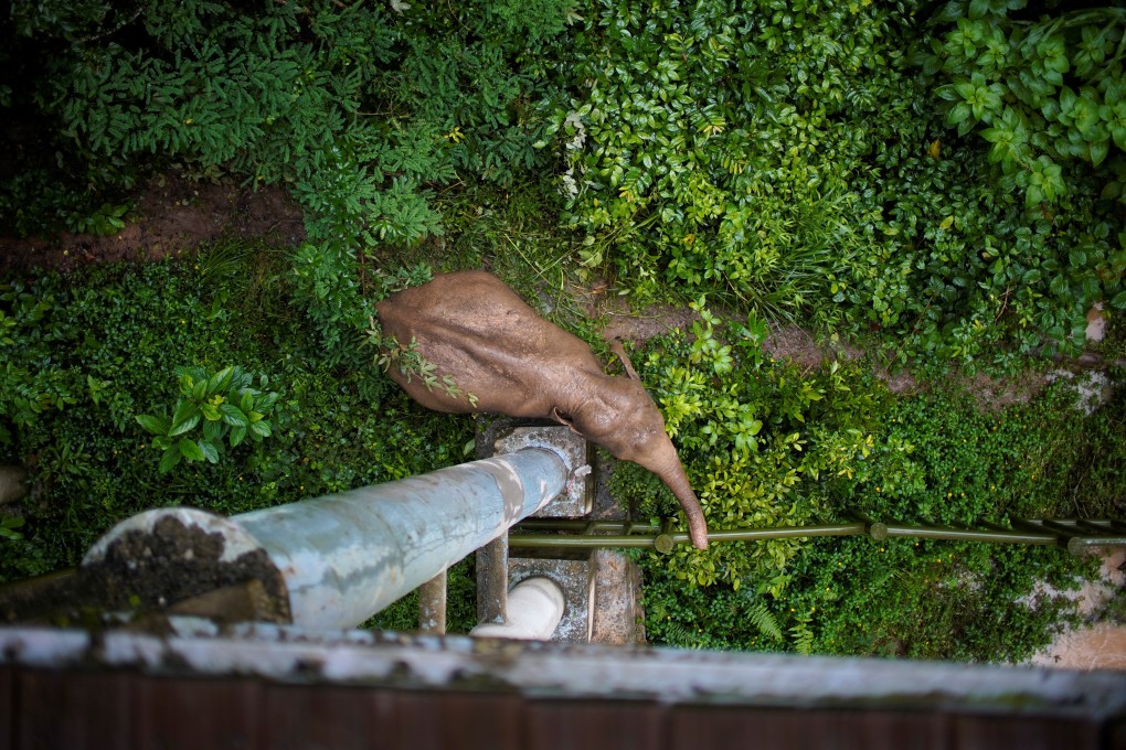 A wild female elephant grazes under a footbridge at the Wild Elephant Valley in Xishuangbanna Dai autonomous prefecture in Yunnan province. Photo: Reuters