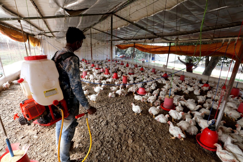 A worker sprays a poultry farm amid an H5N1 alert in Bhopal, India. Photo: EPA-EFE