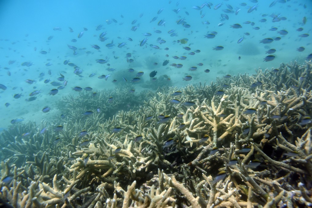 The Great Barrier Reef was not classified as 'in danger' and remains a UN World Heritage Site until further consideration in February 2022, Unesco decided on Friday. Photo: EPA-EFE