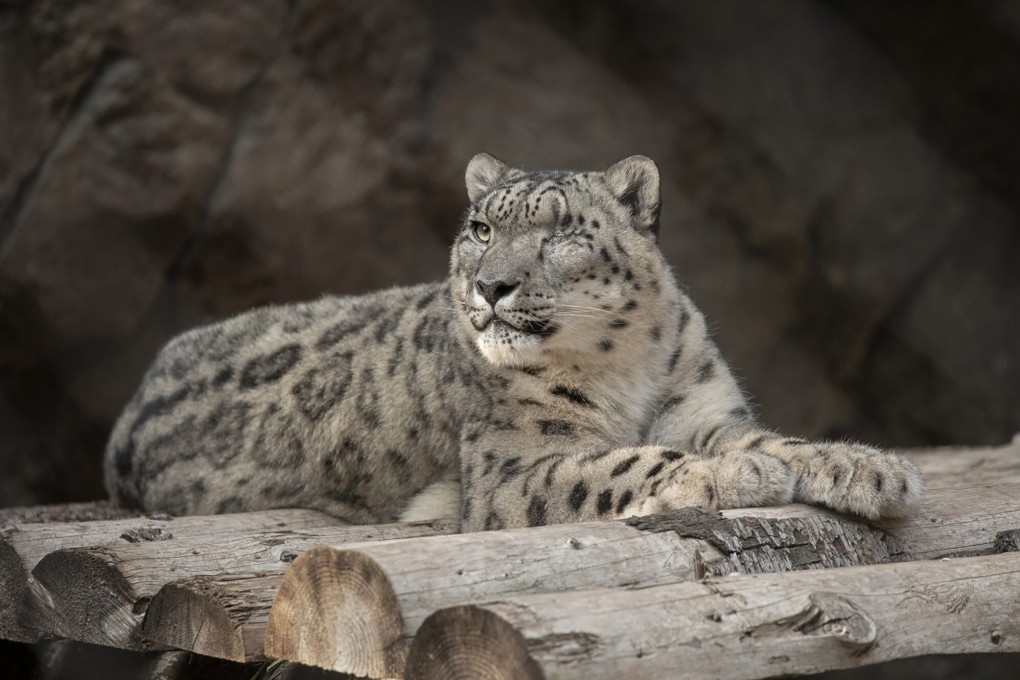 Ramil the snow leopard at San Diego Zoo. Photo: San Diego Zoo Wildlife Alliance via AP