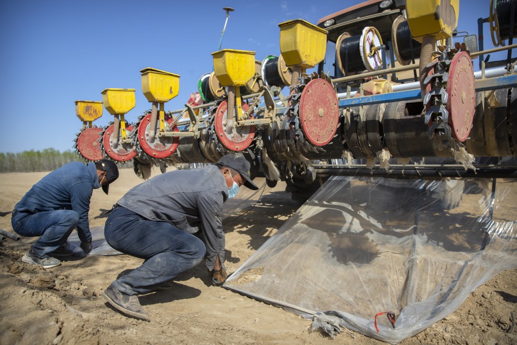 Workers tie down plastic sheeting during planting of a cotton field near Urumqi in Xinjiang. Photo: AP