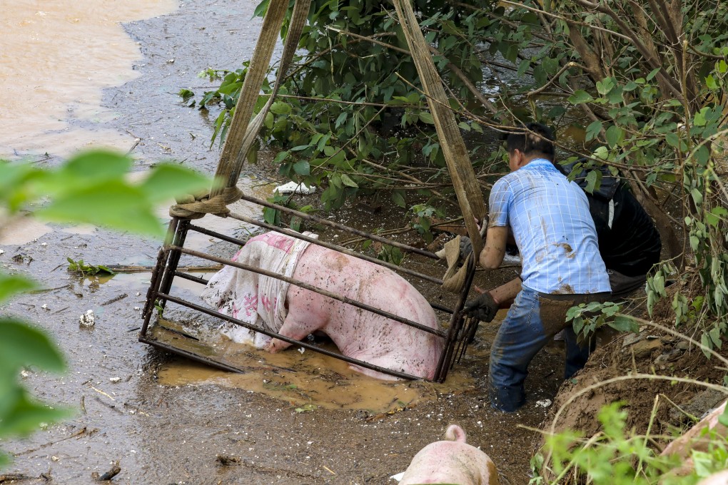 Farmers were forced to think of creative ways to rescue pigs caught in the floods in China’s Henan province. Photo: Simon Song