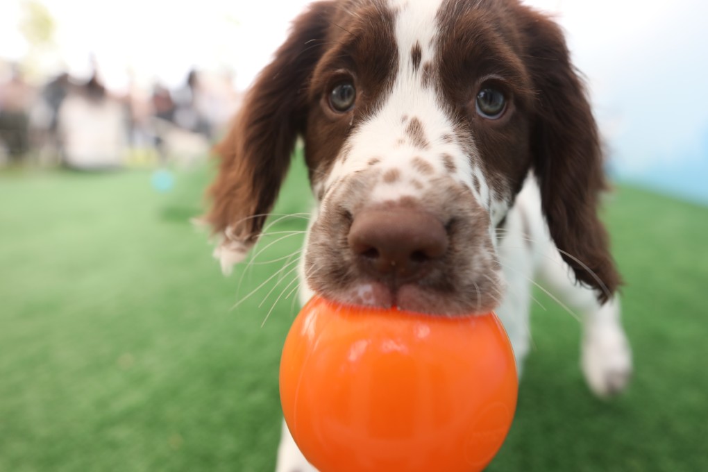US-based genetics start-up Embark Veterinary Inc seeks to increase dog lifespans by three years towards the end of this decade. Photo: Xiaomei Chen