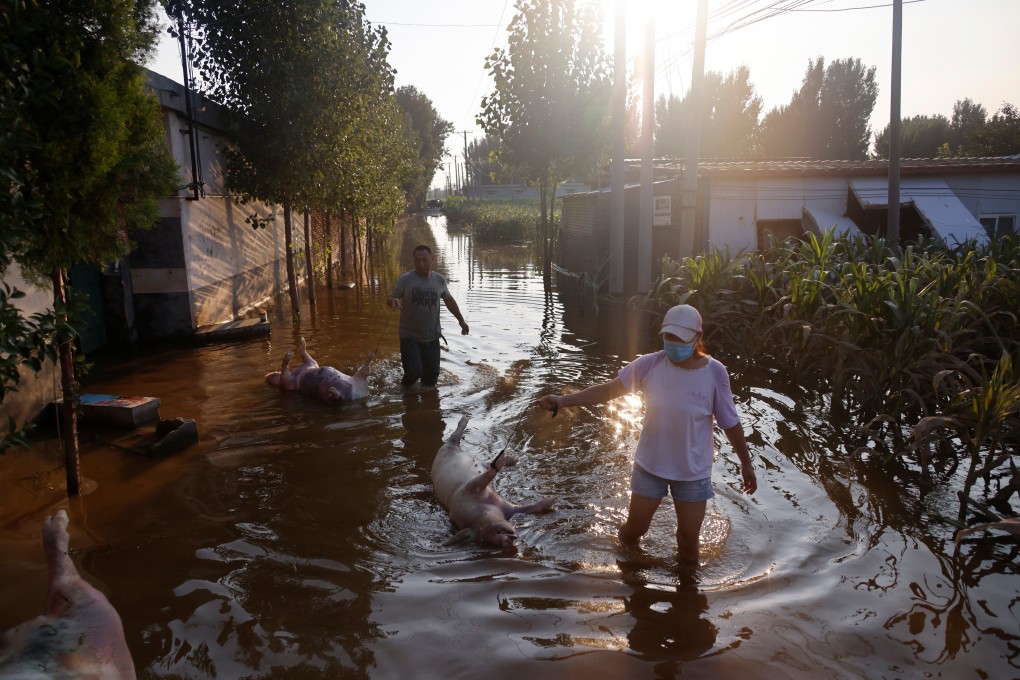 Pig farmer Cheng wades through floodwaters with a pig carcass after heavy rainfall in Wangfan village in Xinxiang, Henan province, on Sunday. Photo: Reuters