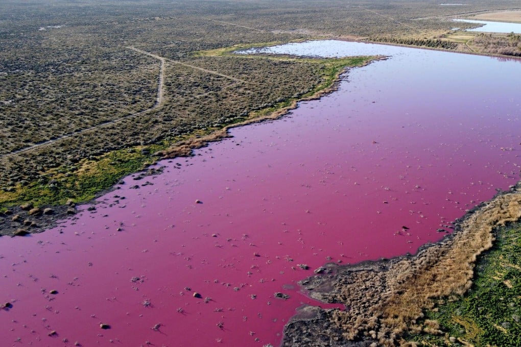 Aerial view of a lagoon that turned pink due to a chemical used to help shrimp conservation in fishing factories near Trelew, in the Patagonian province of Chubut, Argentina. Photo: AFP