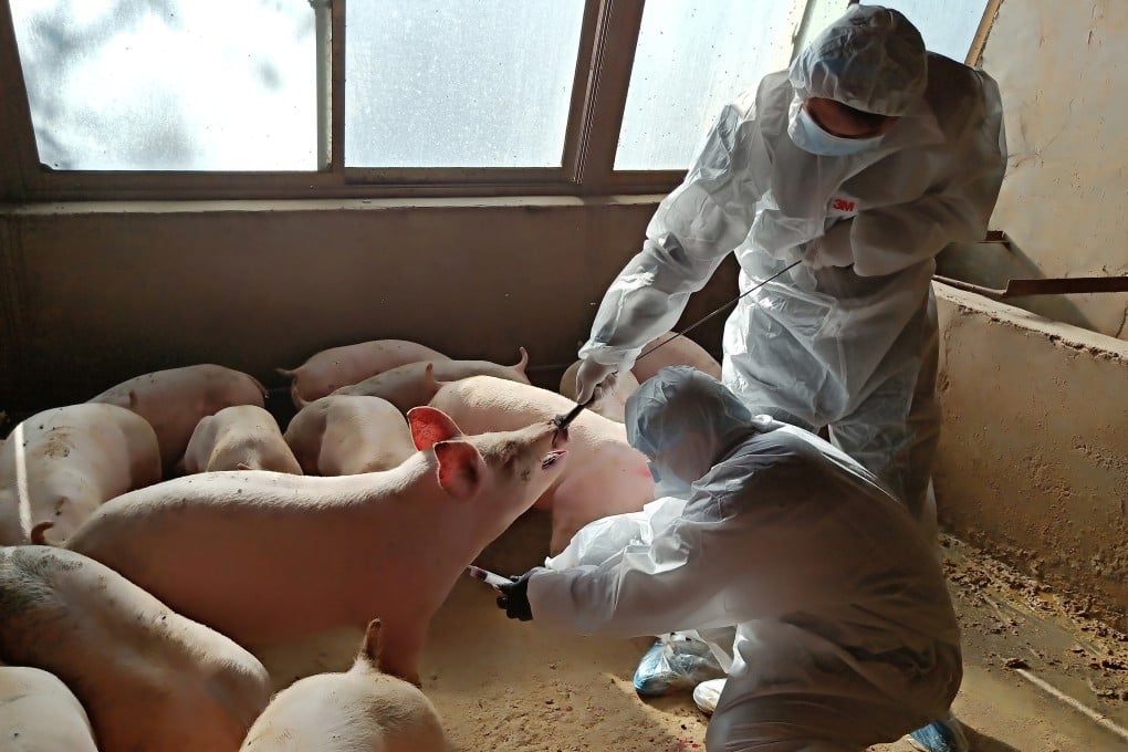 Lethal African swine fever, which sickens pigs much like Ebola kills humans, caused a dramatic outbreak in China in 2018, and within a year, roughly half the nation’s herd of more than 400 million pigs had been wiped out. Photo: Reuters