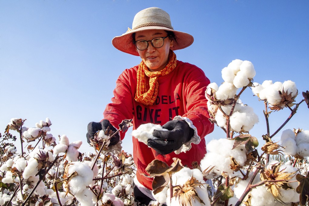 A cotton picker works in a field in China’s Xinjiang region. Photo: AP