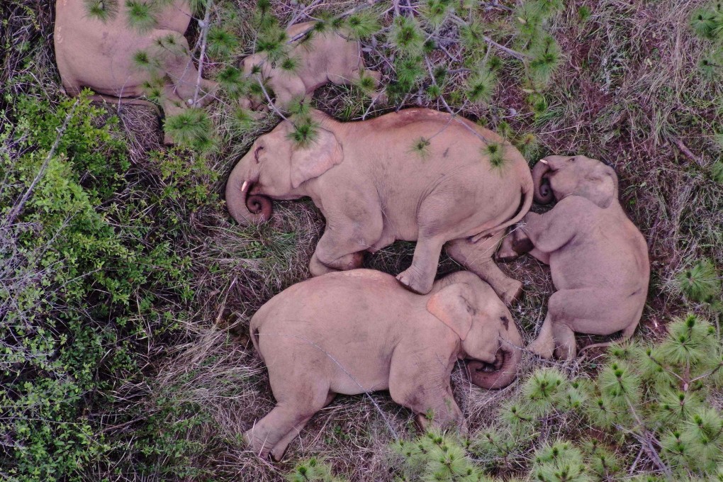 An aerial picture taken on June 24 and released by the Yunnan Forest Brigade shows a migrating herd of wild Asian elephants sleeping in the southwestern province. Photo: Handout