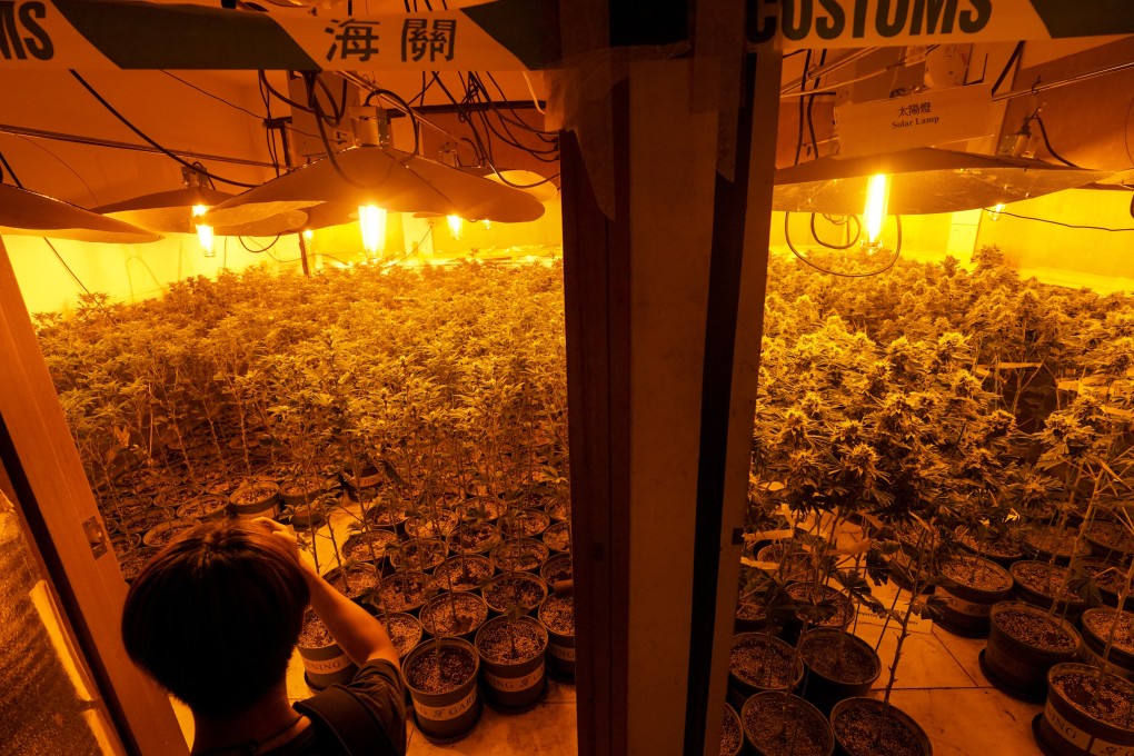 Authorities suspect the farm in Yuen Long had been operating for four months. Photo: Felix Wong