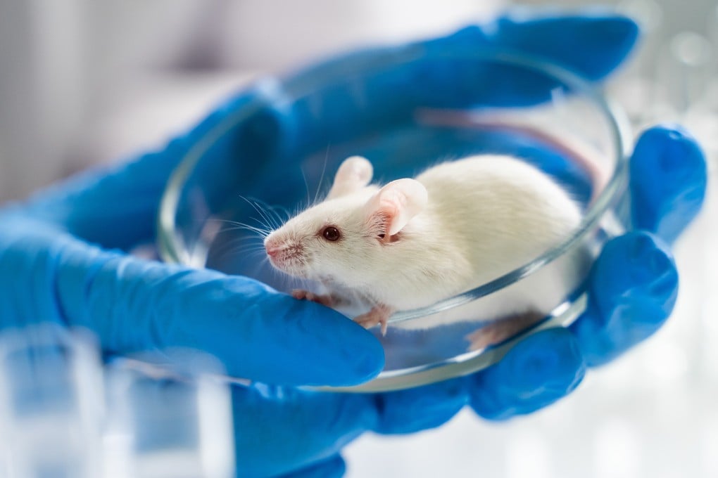 China is updating its regulations on use on animals in laboratories. Photo: Shutterstock