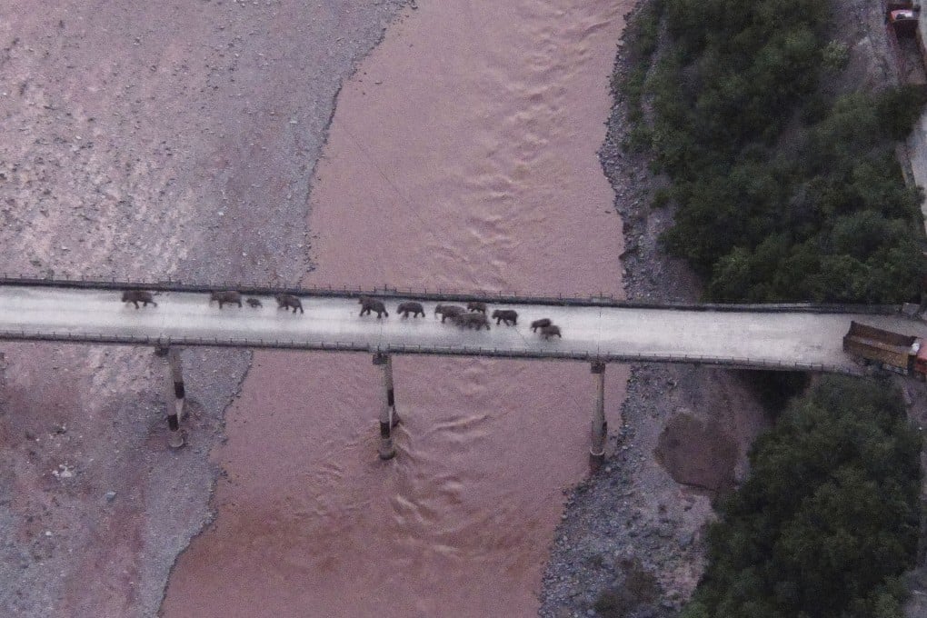The wandering herd of adult and young elephants crosses a river using a highway near Yuxi city in Yuanjiang county of Yunnan province on August 8. Photo: Handout via AP