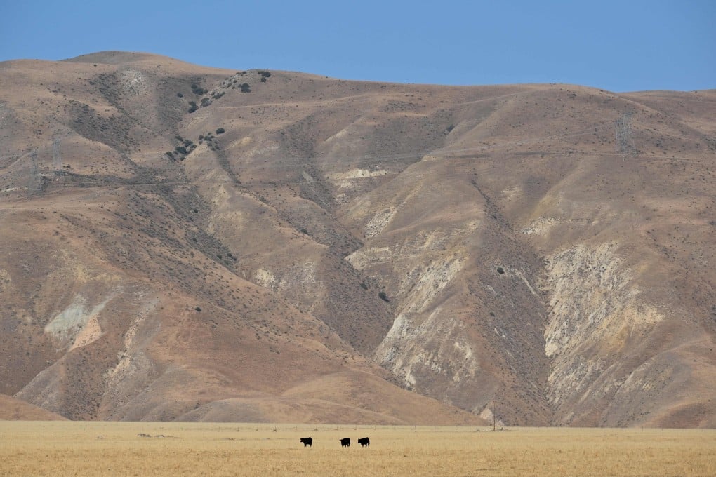 Cows graze in California's drought-stricken Central Valley last month. Photo: AFP