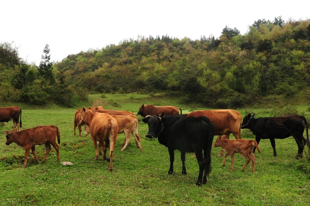 Anthrax is found in soil and can affect wild and domesticated animals. Photo: Costfoto/Barcroft Media via Getty