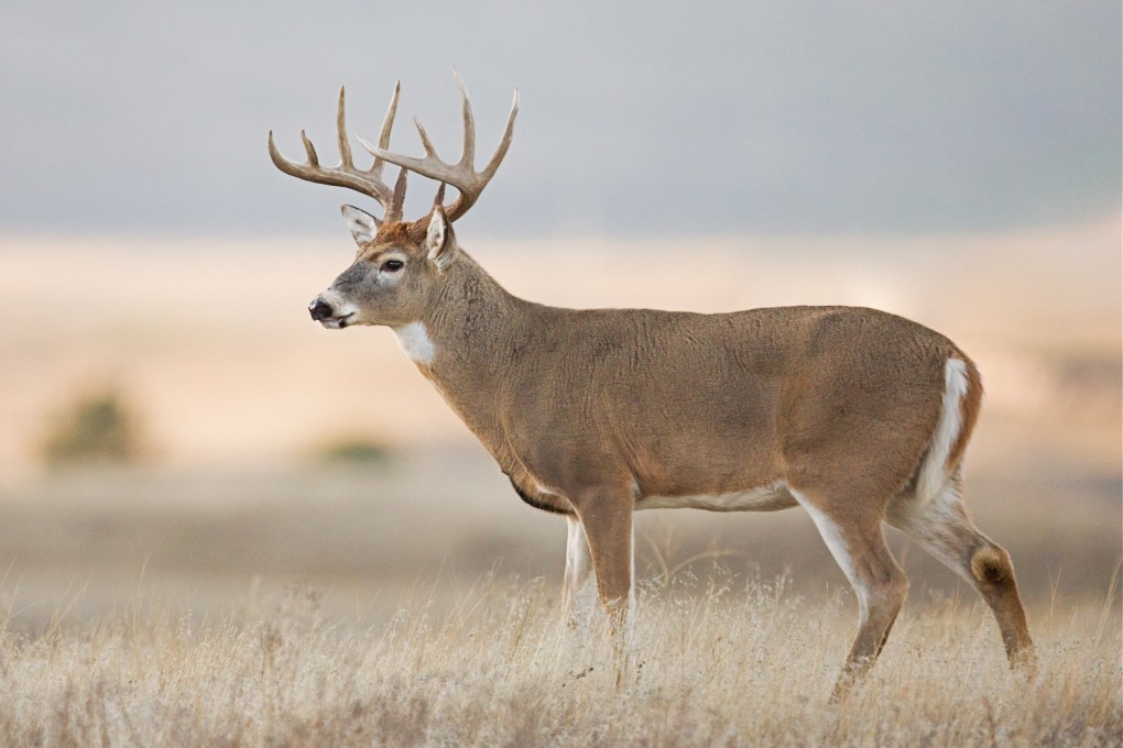 A non-peer reviewed paper posted in bioRxiv.org in late July reported that 2019 samples from white-tailed deer in the US showed positive antibodies for Covid-19. Photo: Shutterstock
