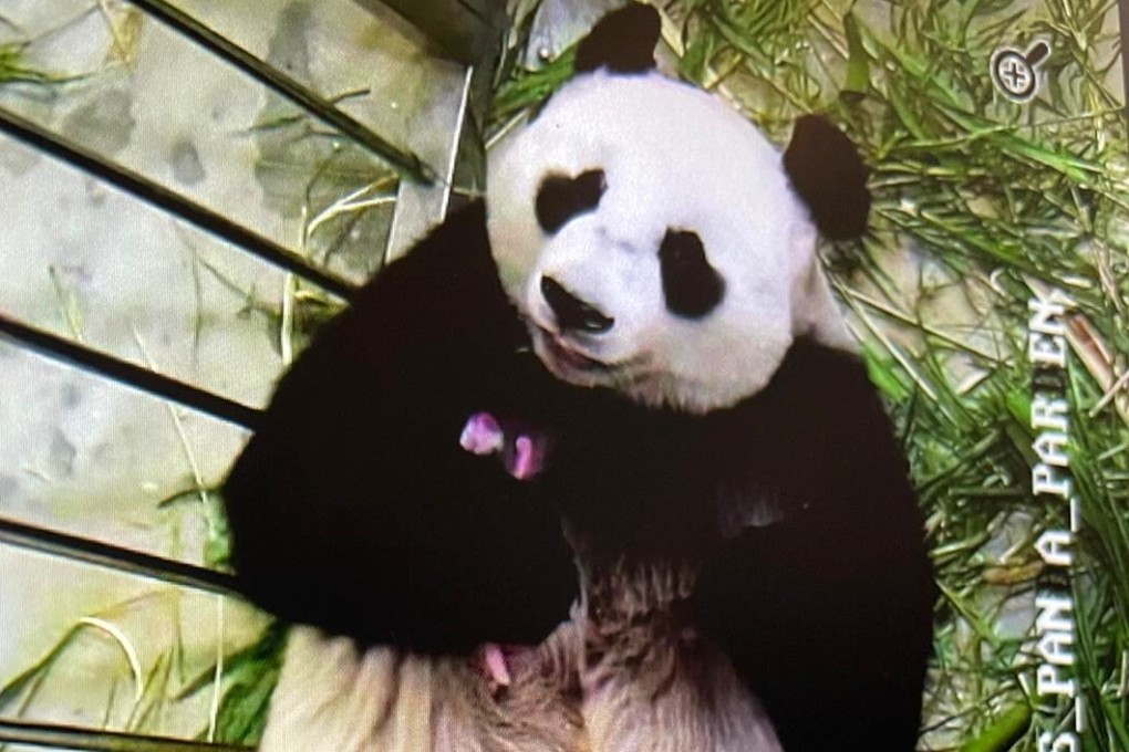 Giant panda Jia Jia cradles the newborn cub at the River Safari in Singapore. Photo: Wildlife Reserves Singapore