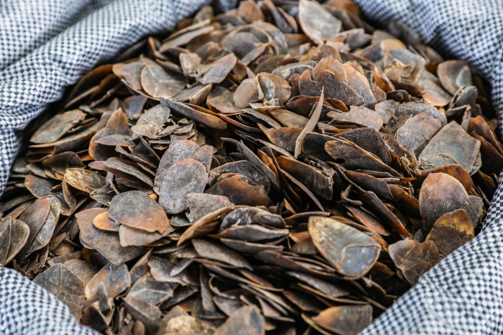 Pangolins, whose scales are said to have great medicinal properties, are among the main types of species smuggled through Hong Kong. Photo: K. Y. Cheng