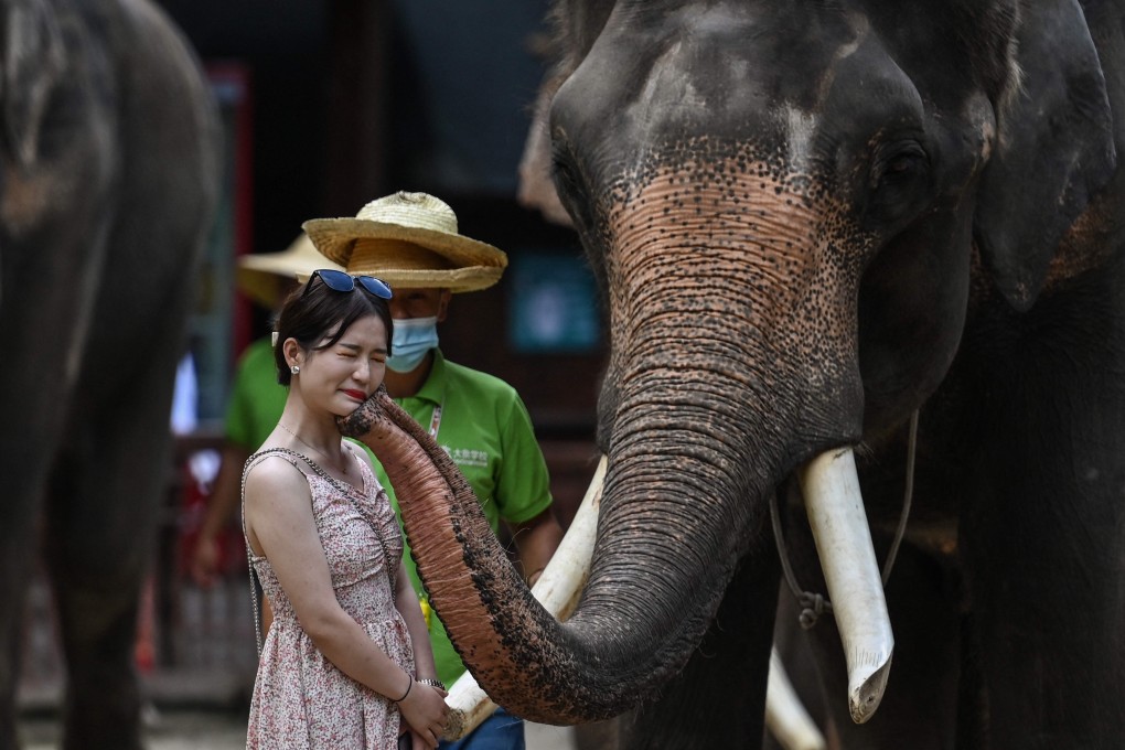 An elephant greets a visitor to a nature reserve in Xishuangbanna, southwest China, but interactions with humans are not always so harmless. Photo: AFP