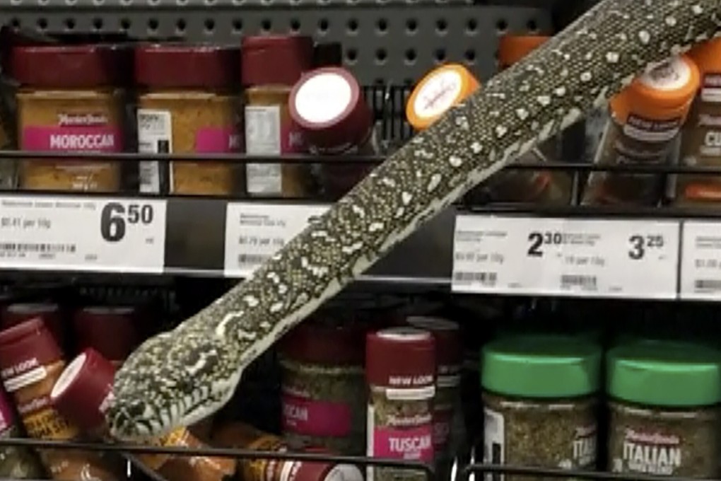 Helaina Alati said the snake’s head came to within 20cm (8 inches) of her own. Photo: Helaina Alati via AP