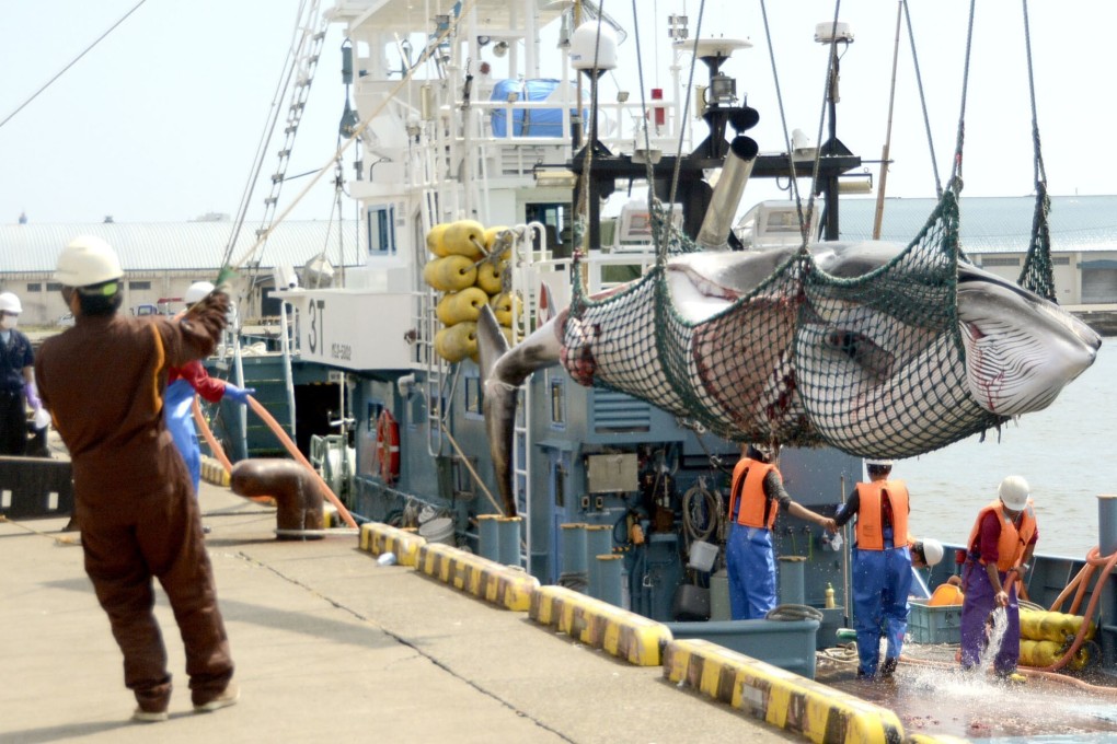 A minke whale is unloaded from a vessel at a port in the Hokkaido city of Kushiro, northern Japan. Photo: Kyodo