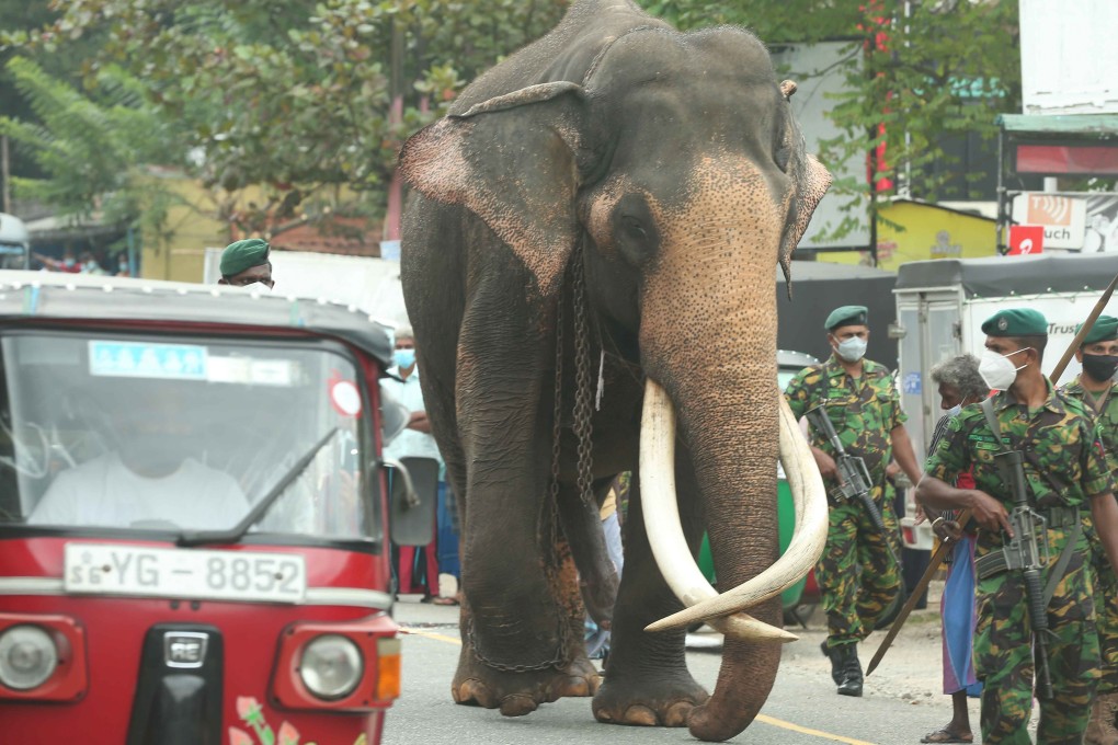 A royal elephant walks down a street on its way to Kandy, Sri Lanka's second largest city, to take part in a religious festival earlier in August. Photo: Xinhua
