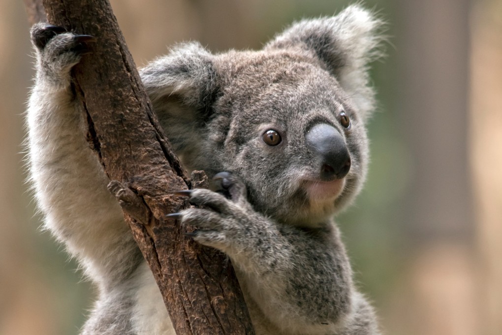 Koalas on Australia’s east coast face an endangered listing. Photo: Shutterstock