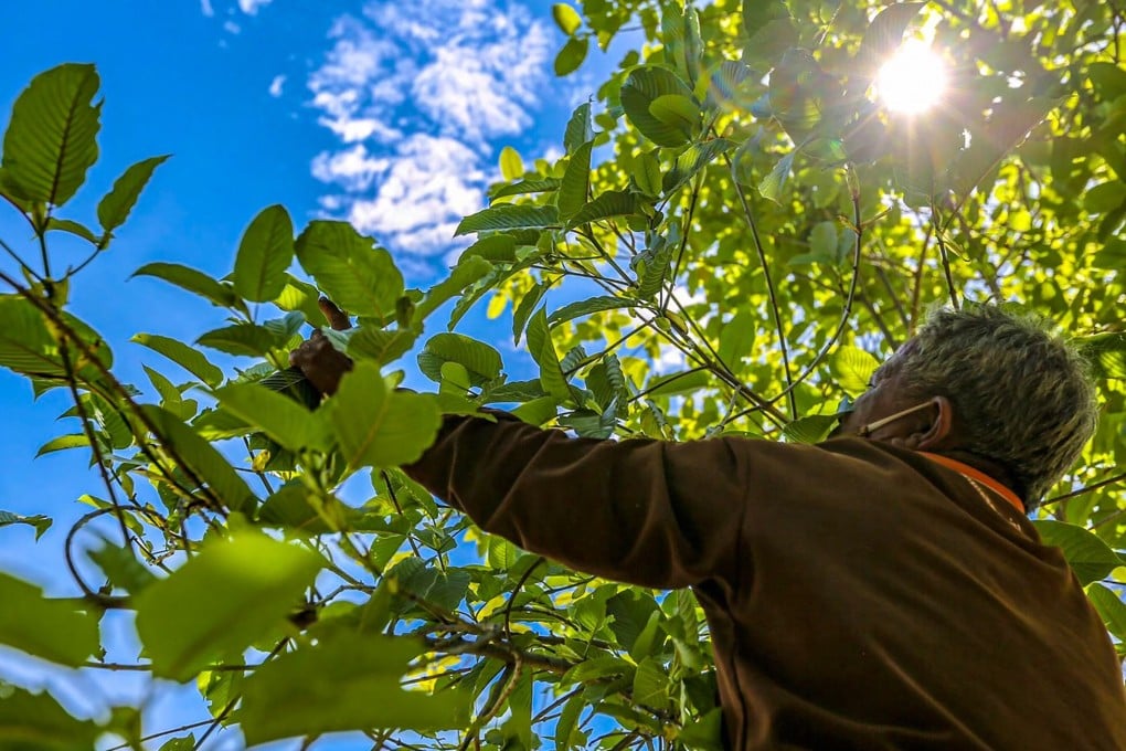 A farmer tending to a kratom plant on a farm in Nonthaburi, Thailand. Photo: ONCB via AFP