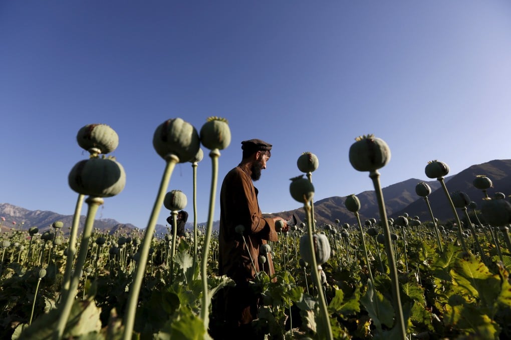 Taxes on opium growers have been a major source of income for the Taliban. Photo: Reuters