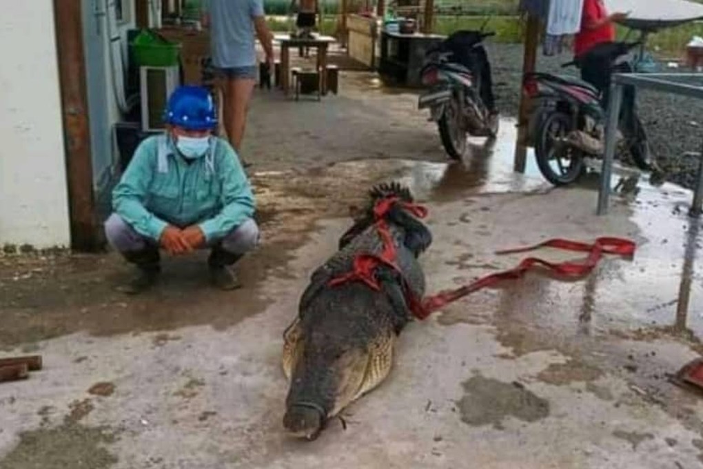 The crocodile was caught by locals on Wednesday after it was found in a weak condition in a drain near the smelter, which is run by Obsidian Stainless Steel (OSS). Photo: Instagram