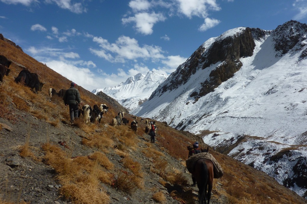 Traders from Pakistan travel with yaks and cattle brought from the Wakhan Corridor of Badakhshan province in northern Afghanistan in 2017. Photo: AFP