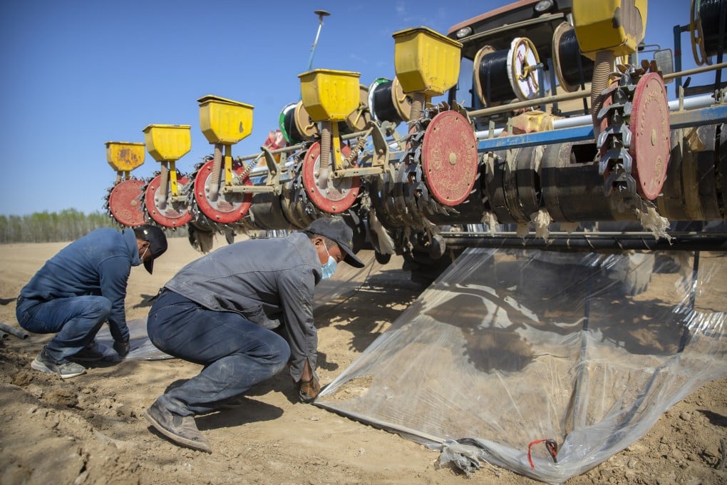 A cotton field in China’s western Xinjiang Uygur autonomous region. Photo: AP