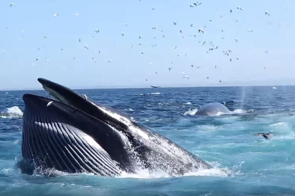A Bryde’s whale [not pictured] was found dead outside Shenzhen on Monday. Photo: Barcroft Animals