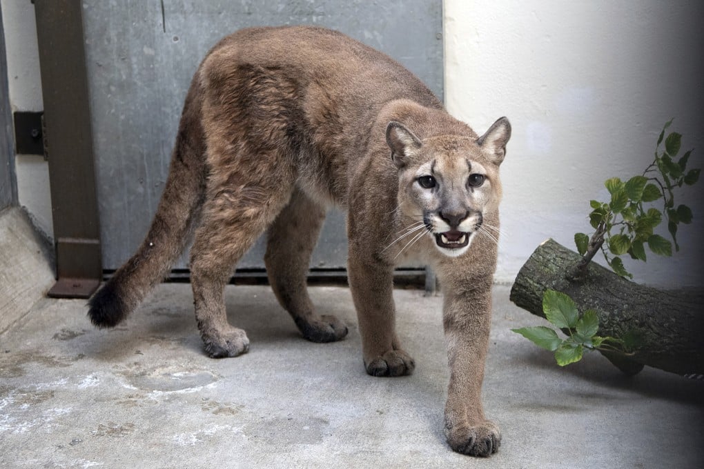 Sasha, an 11-month-old cougar that was removed from a flat in the Bronx, New York on Monday. Photo: Courtesy of The Bronx Zoo via AP