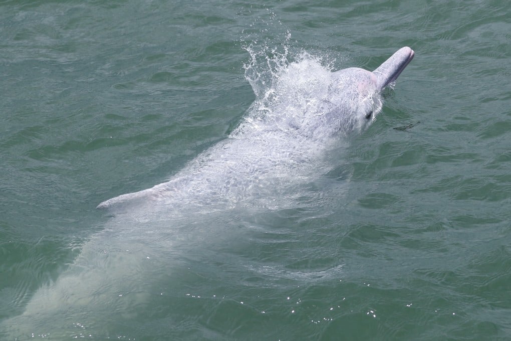 Fresh concerns have been raised over the survival of the Chinese white dolphin in Hong Kong’s waters. Photo: Sam Tsang