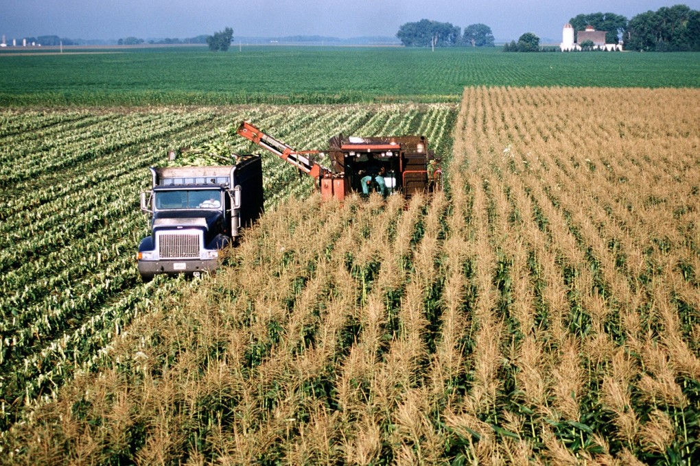 The domestic harvest season is looming and China is expecting a bumper crop after farmers sharply boosted corn planting this year. Photo: TNS