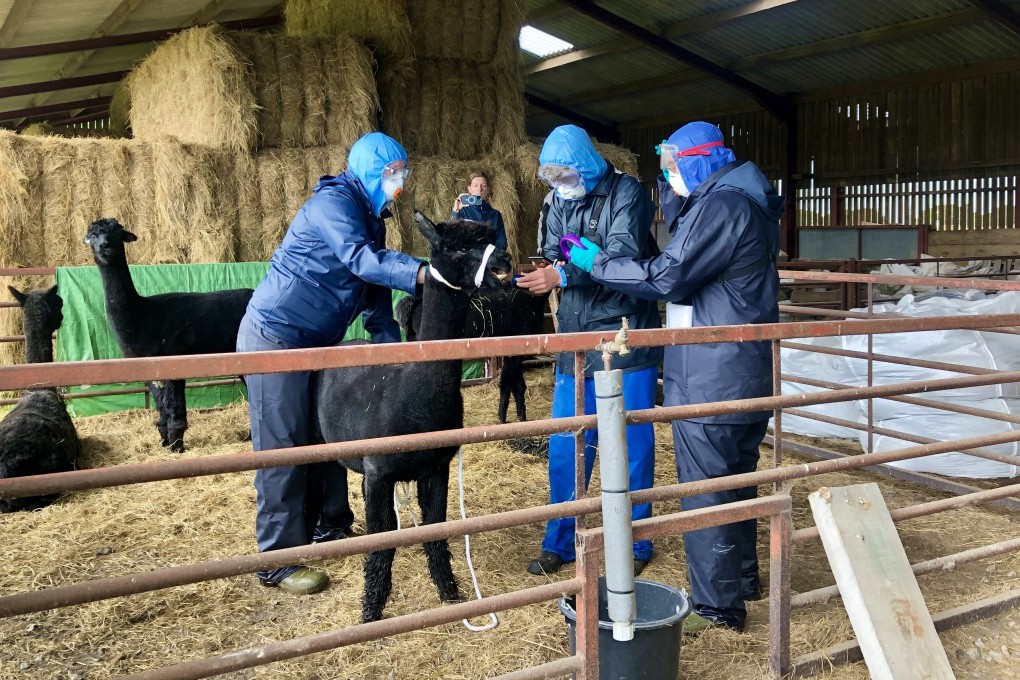 Employees of the UK Animal and Plant Health Agency (APHA) with Geronimo the alpaca at Shepherds Close Farm in Wickwar, near London on Tuesday. Photo: PA Wire / DPA