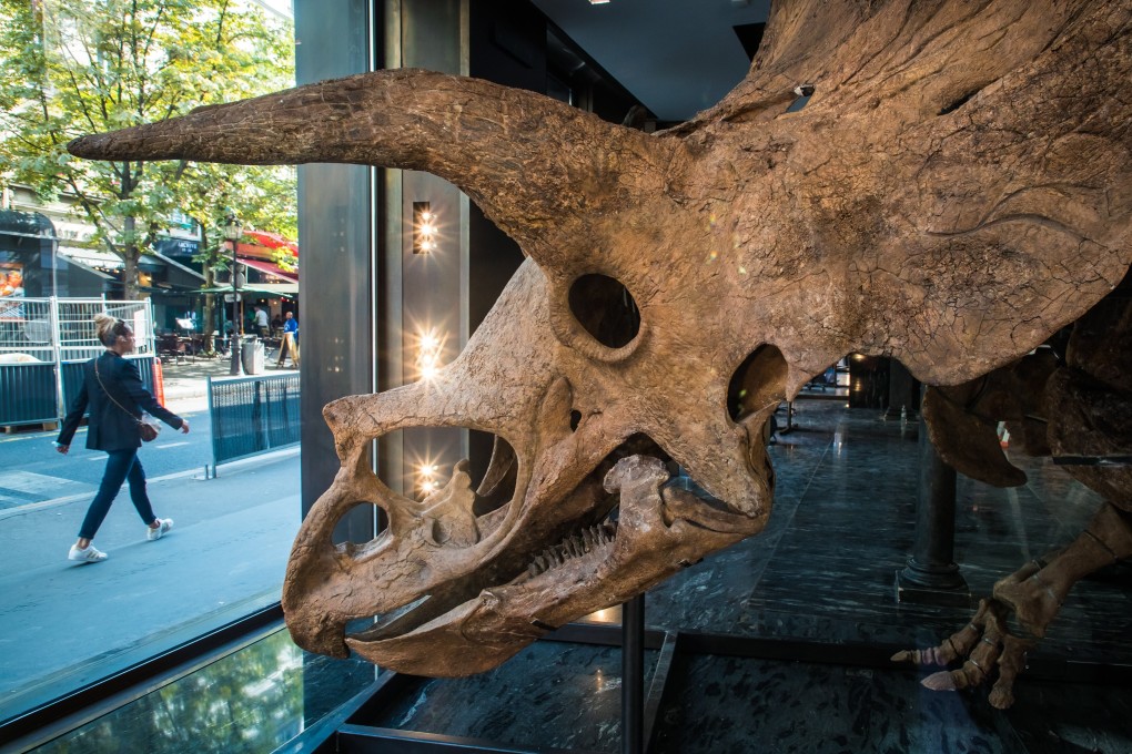 The fossilised remains of triceratops Big John is up for auction in Paris, France. Photo: EPA-EFE