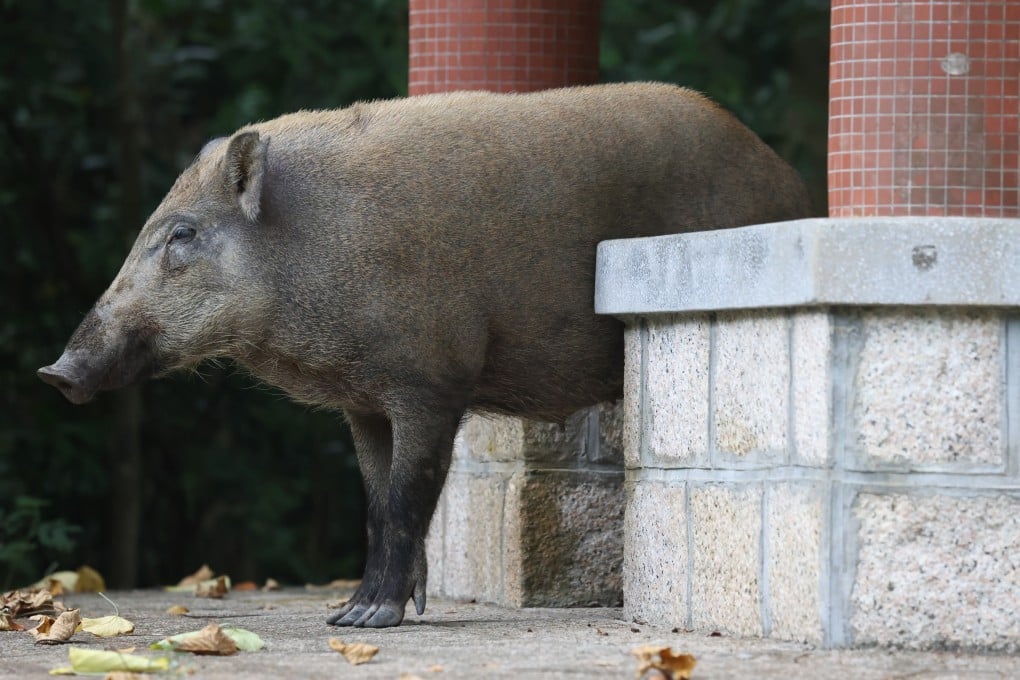 Wild boars are a common sight in Hong Kong. Photo: Nora Tam