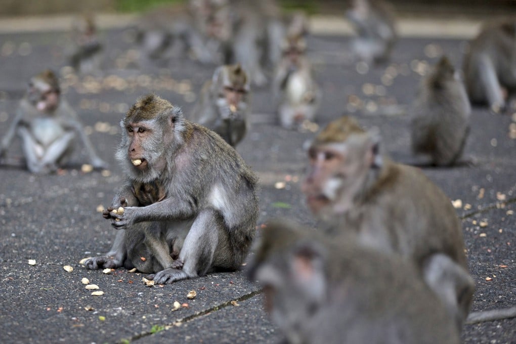 Macaques eat donated peanuts at Sangeh Monkey Forest in Sangeh, Bali. Photo: AP
