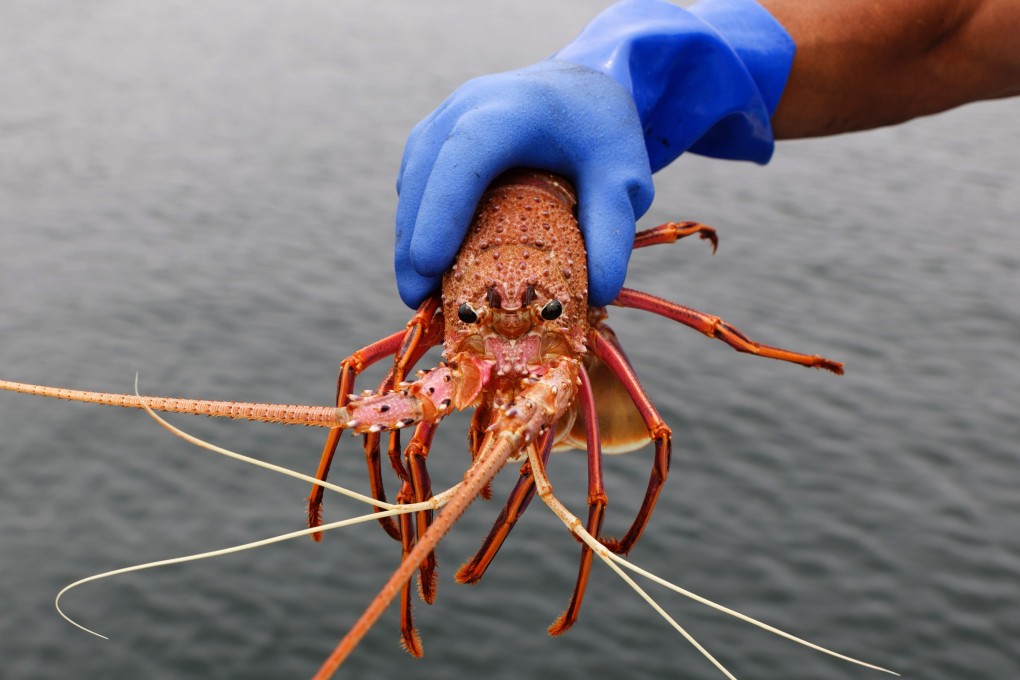 Australian rock lobster exports have been targeted by Beijing in a trade dispute with Canberra. Photo: AFP