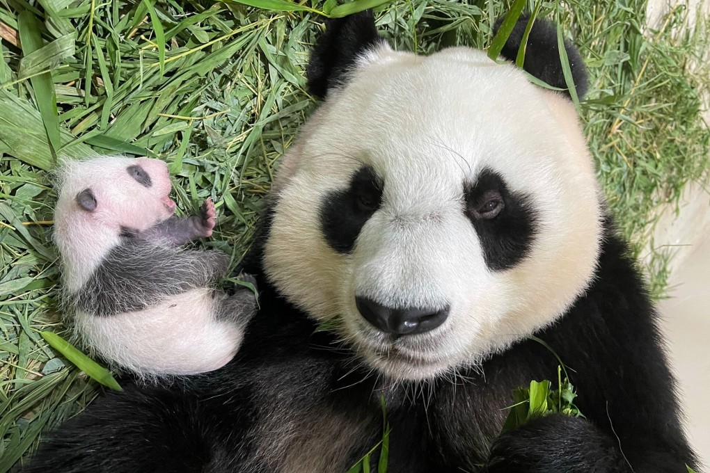 First-time mum Jia Jia spends time with her new cub on September 6, 2021. Photo: Wildlife Reserves Singapore