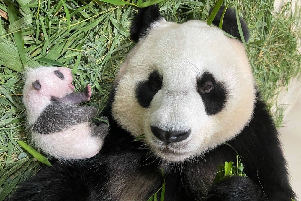 First-time mum Jia Jia spends time with her new cub on September 6, 2021. Photo: Wildlife Reserves Singapore