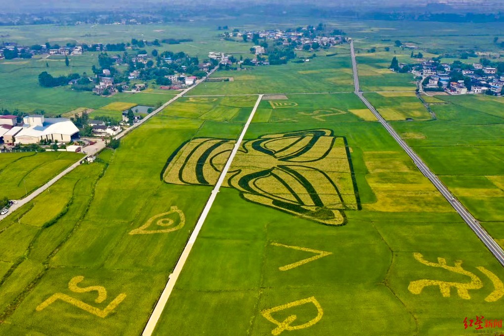 Yellow, purple and green rice plants recreate the massive mask design and a series of mysterious symbols on a 100-acre field in a village near the Sanxingdui archaeological site. Photo: Red Star News
